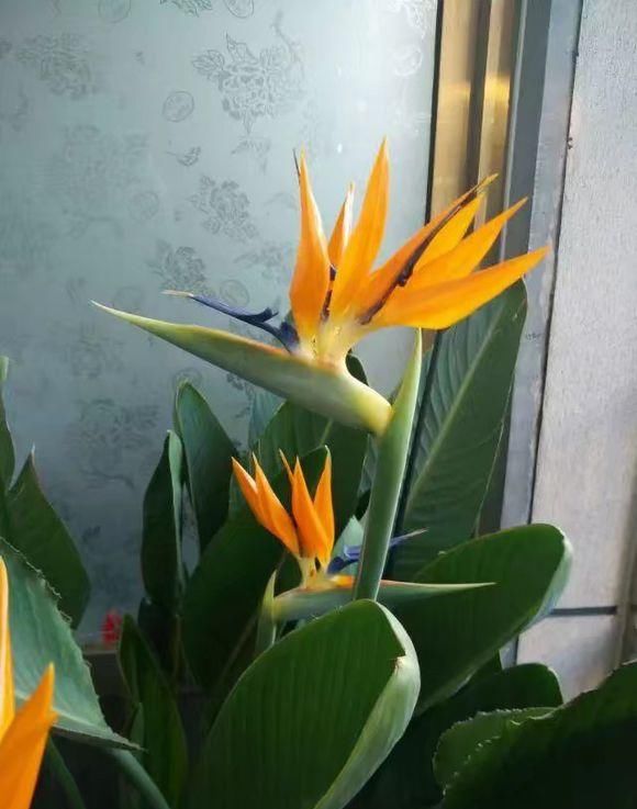  #开花的植物#养花有门道， 5个“雷区”要避开，有人经常犯，小心把花都养死