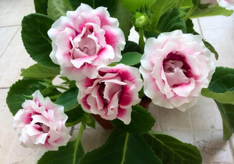  『没光』这“3种花”美艳又耐阴，北房间摆1盆，没光也能花开不停！