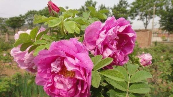  「春天」花期最长的花排名都是什么?