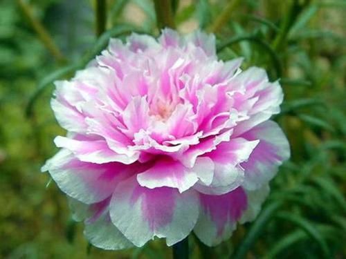  『繁殖力』这些花，繁殖力强大，扔进土里就发芽，爆盆式的开花
