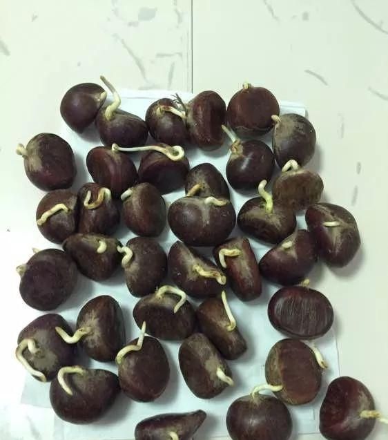  「盆栽」糖炒栗子都吃过，板栗盆栽见过吗？比发财树好看！