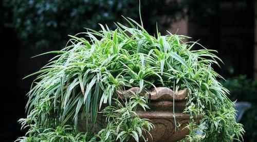  「杂草」适合“勤快人”养的5种花，越修剪越爆盆，不管成杂草，你家有吗