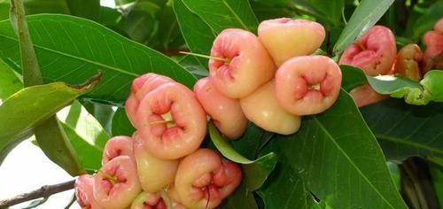  便是■此物便是“天桃”，果实独特，且66元一斤，你们认识吗？