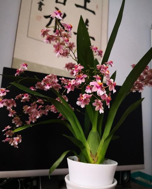 旺盛@春天来了,家养此款花卉,长势旺盛开花美,四季如春,妖艳迷人