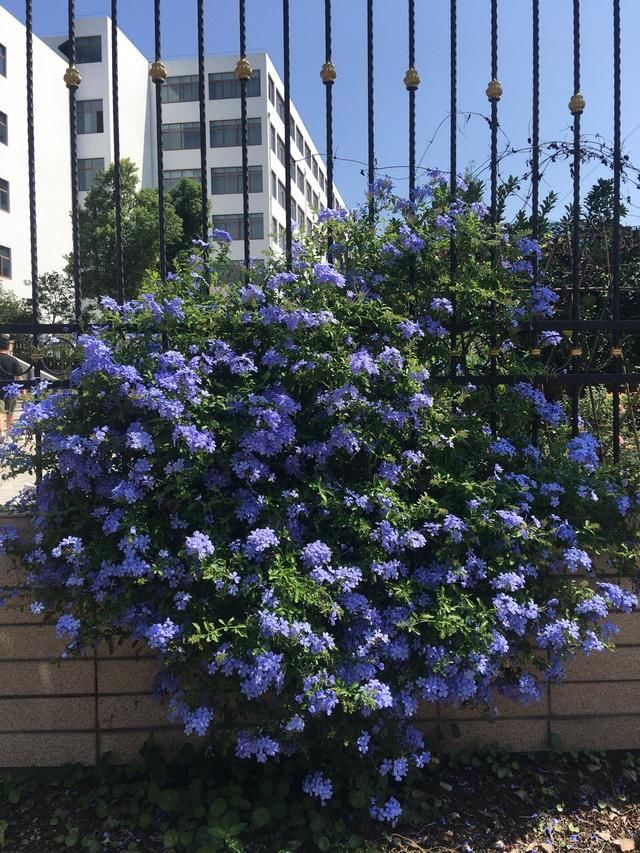  「开成」养3种花一定赚了，夏天开成“花瀑布”，年年都是这个样儿