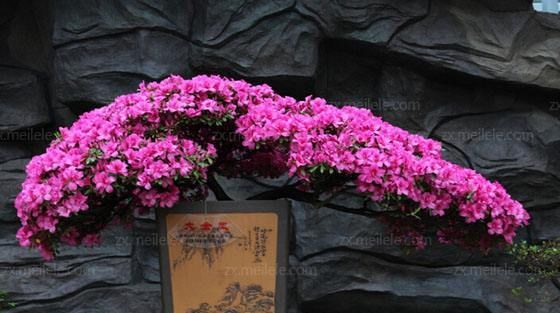 『牢记』杜鹃花黄叶?牢记这3点,再吸一点“它”,叶片越来越翠绿