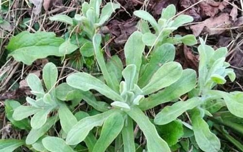  #养花#长在田埂上的“它”，看到别拔了，如今很珍贵，拔1棵少1棵