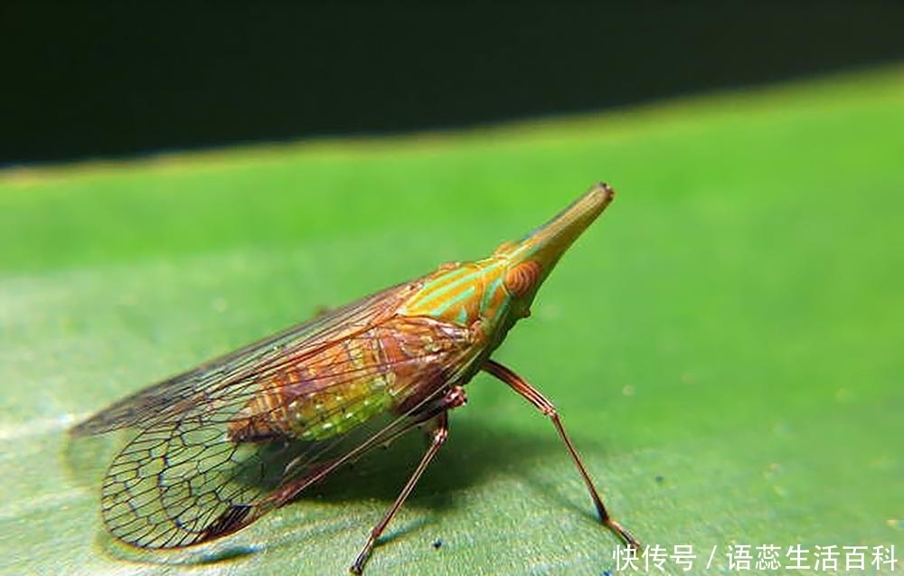  我国|农村树上一种“雪花”，仅我国才有，出口日本150元一斤成
