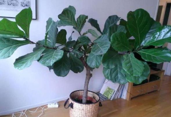 「杀菌消毒」花卉绿植老黄叶烂根怎么办?给它''喂点药'',叶片绿根须粗壮