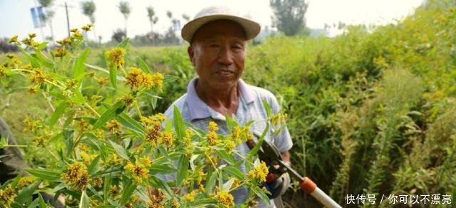 这种植物原产于南美，随进口粮食偷偷进入我国，目前已泛滥成灾