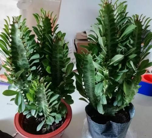  『家里』家里不要乱养花，这3种植物，养人又旺财，聪明的人都在养！