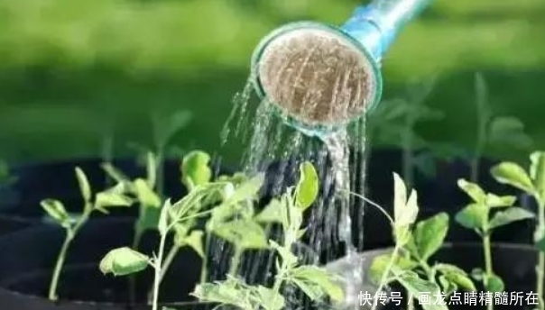  「花盆」浇水到底该怎浇？新手养花不知道，高手养花从不提
