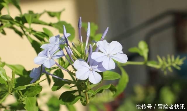 #开成#这花长得巴掌大,越晒花越多,一不小心就开成瀑布