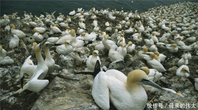 一座被海鸟霸占上百年的岛,上岛会被海鸟攻击,渔民们都绕道而行