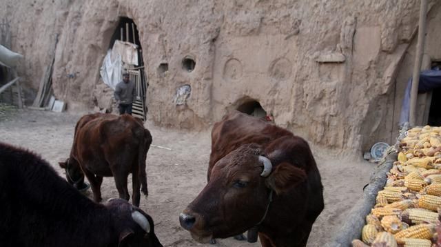  『老刘』甘肃6旬老人深山养牛，光挣钱，不会花钱，看钱都哪里去了