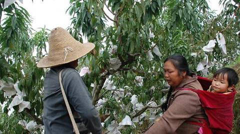  无路■5万斤果子挂树上，产地无路可销，果农哽咽，卖不出去咋过