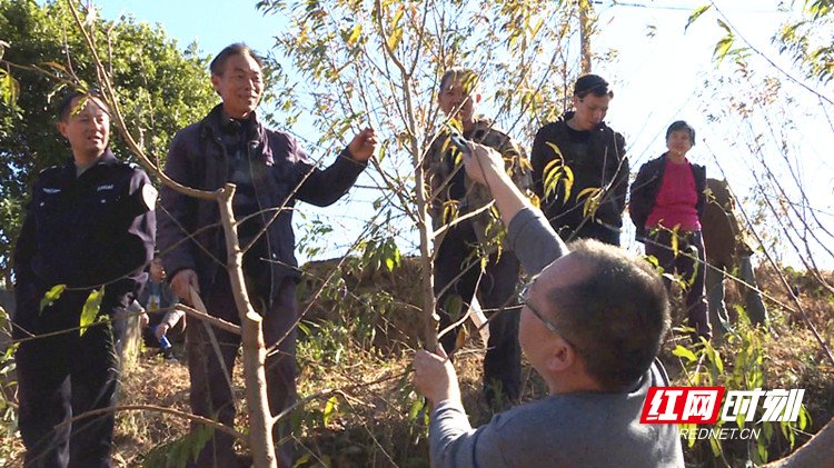  #培养工程#资兴黄草镇金水村：“保姆式”培训让果农尝到科技甜头