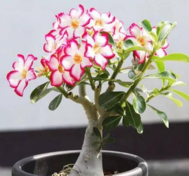 #阳光充足的环境#100种常见开花植物的养护要点与花期,快来看看有没有你喜欢的