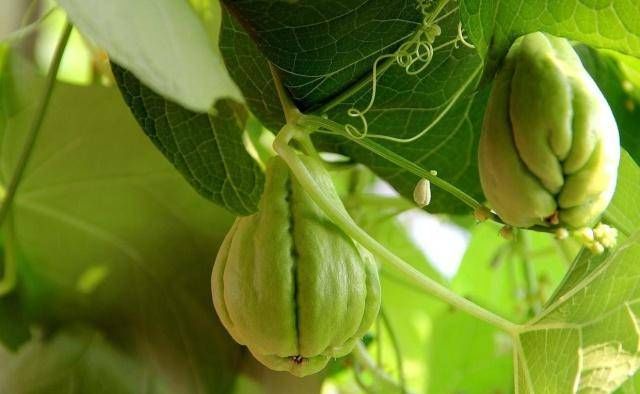  「花盆」阳台不养盆这个健康的瓜，真是可惜好花盆，现在正是栽种的时候！