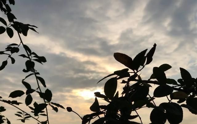 十一月,家里的植物