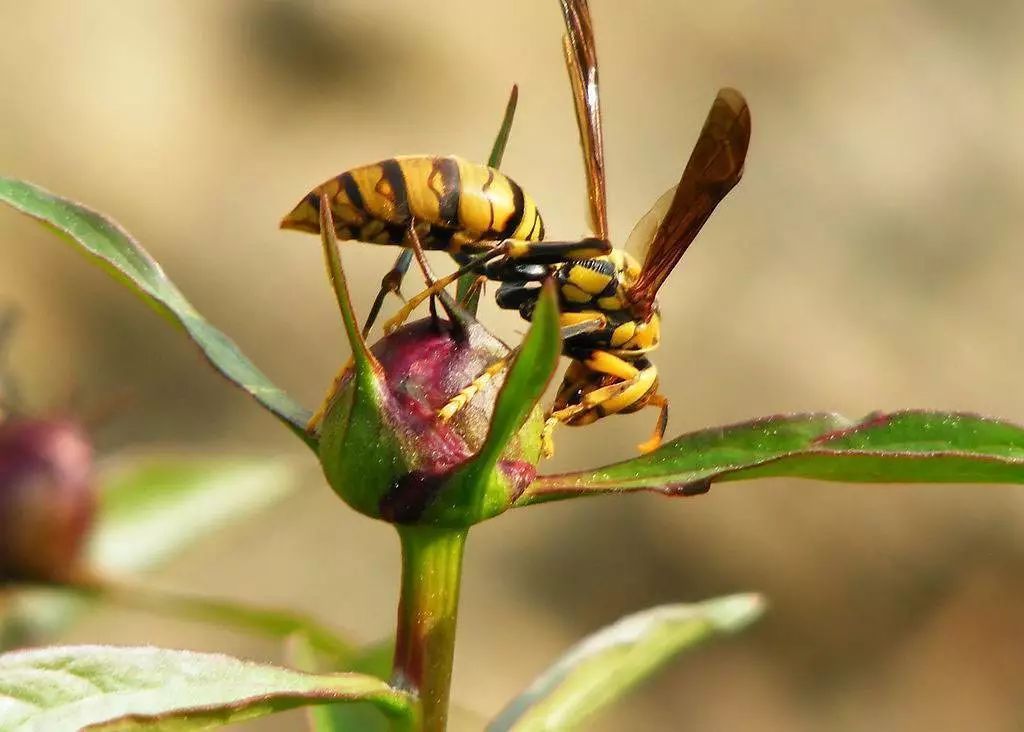  七月|农村俗语“七月蜂八月蛇，九月黄鳝惹不得！”农民干农活可