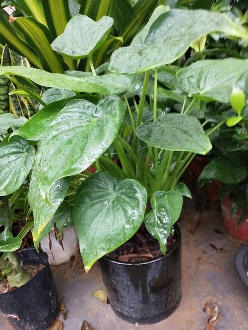 室内：装修新房子，适合养这6种植物，净化空气，增加室内湿度去甲醛
