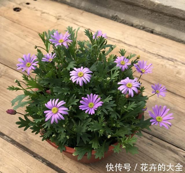  『花儿』4种花，是好养的“开花机器”，阳台养一盆，花儿天天开爆盆
