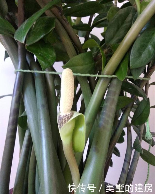 养殖|“金钱树”能开花?坚持这3点,不出3年你也行