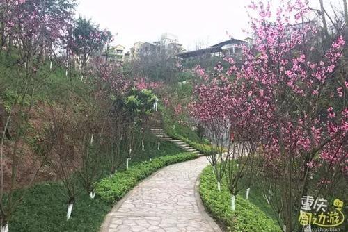 花开成海！再过一周重庆将美翻全国，14处美景玩转这个春天！