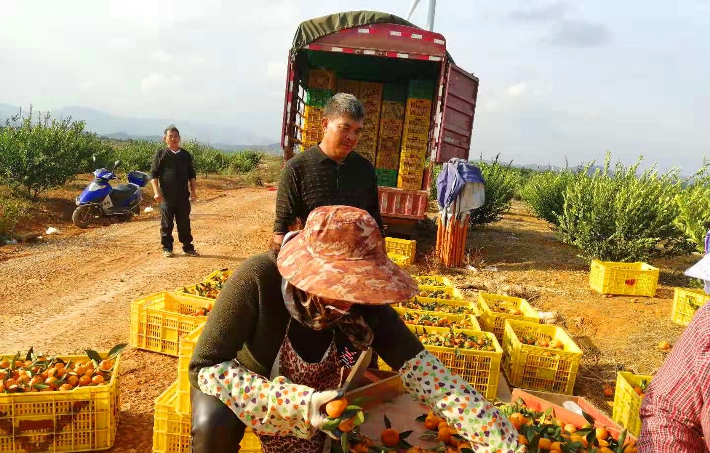 柑橘种植，今年“如此惨败”，未来果农该如何发展？