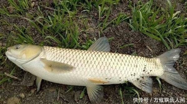 「己钓到的鱼」钓鱼人都有这些特点,不知道你有没有