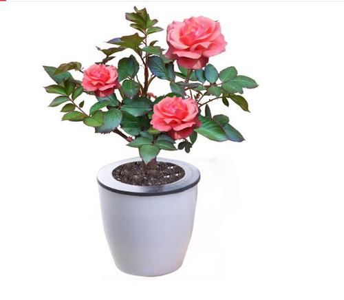  「玫瑰花盆栽」春天家里怎能没有一些好看的花花？这些花花放阳台特好看，超喜欢