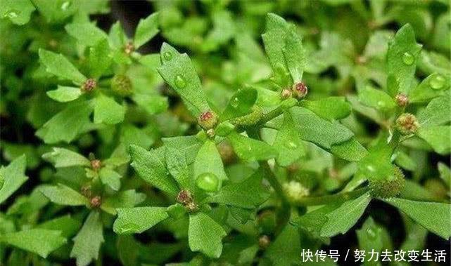 农村“鹅不食草”，鸡鸭牛羊不爱吃，人们却当宝贝，晒干是中草药