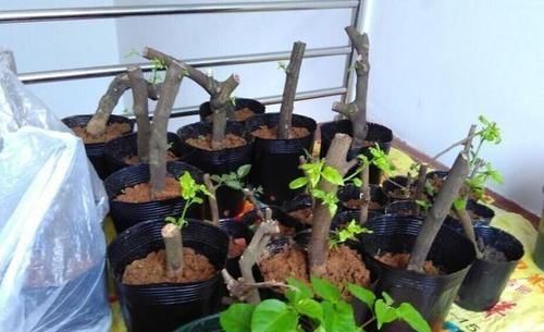 繁育■三角梅可以扦插吗?当然可以扦插,三角梅的主要繁育方式就是扦插