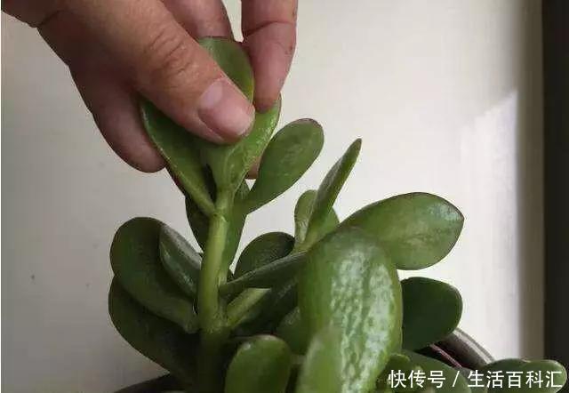 家里@6种招财旺运好扦插的花,1年繁殖50盆,家里多得装不下