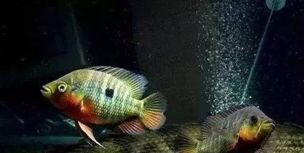  #水族市场上#美洲慈鲷之美，您细品