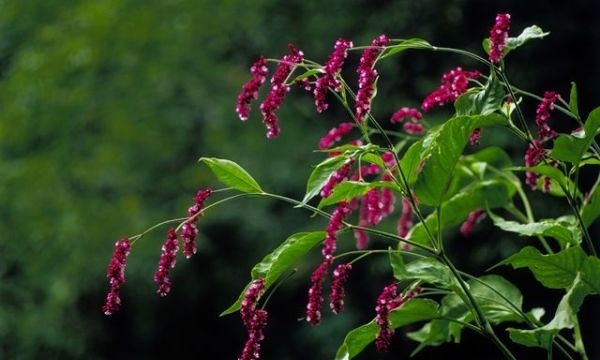 花园:【花名册】吻我,越过花园的那扇门。
