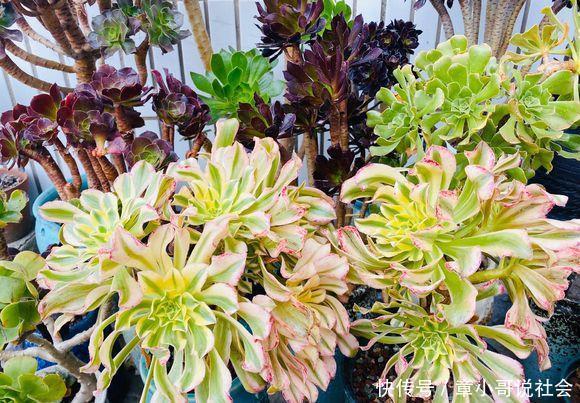 朋友养的黑法师 一夜间 绿了 室外搬进室内 黑莲变成绿莲 快资讯