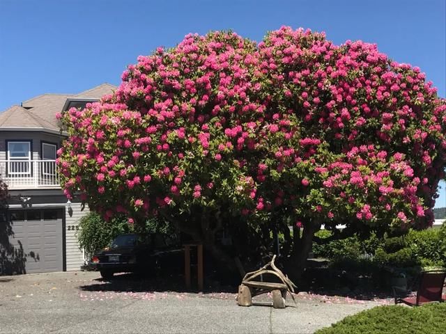 百年的杜鹃树，你们见过吗？美到游客不断！