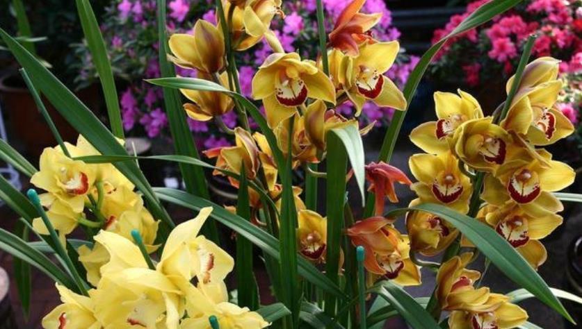 简洁■夏天已到,这款花卉养在家里,花型简洁素雅,花色洁白