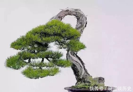  #值钱#这3种盆景可以养成传家宝，再穷也要养，越老越值钱！