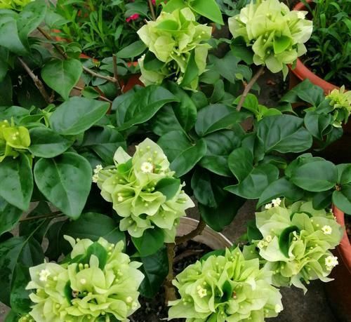  『技巧』三角梅矮化促花芽分化技巧，没事喷喷“它”，开花爆盆又造型紧凑