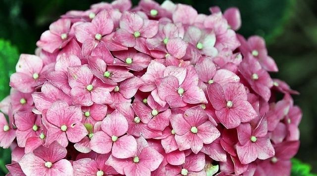  『方法』盆栽绣球花，用这种方法扦插1盆变10盆，满满一屋子的绣球美爆了！