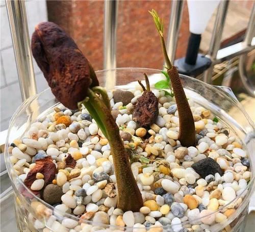  「增加光照」这水果太贵了，吃完留下核，还能种盆栽！