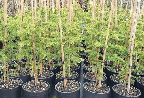  「种子」养客厅特别大气的南洋杉盆栽，我们养的都是小幼苗，可用种子培育