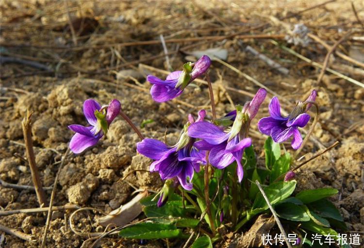 农村常见的一种紫色草，农民当成杂草，如今一斤能卖30元！