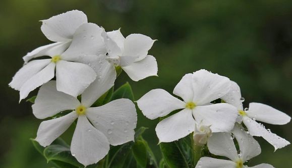  「养花」春暖花开，养花就养这几款小花，好养易活很漂亮，花型独特很耐看