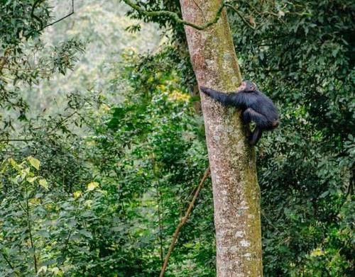 非洲最干净的国家,每月都要举办大扫除,私用塑料袋要被监禁