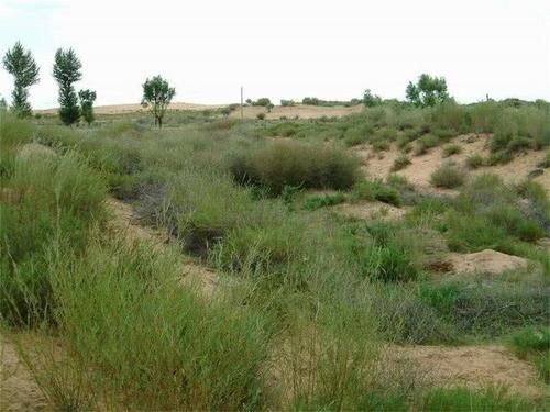 中国第一个将消失的沙漠：面积比海南岛还大，如今80％沙漠成绿洲