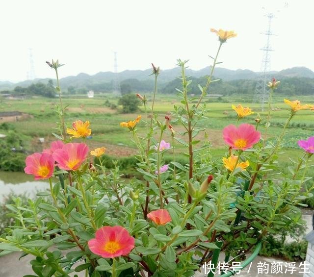 【枝条】路边挖一棵马齿苋,养成老桩做盆景,开花一层层,真值钱了